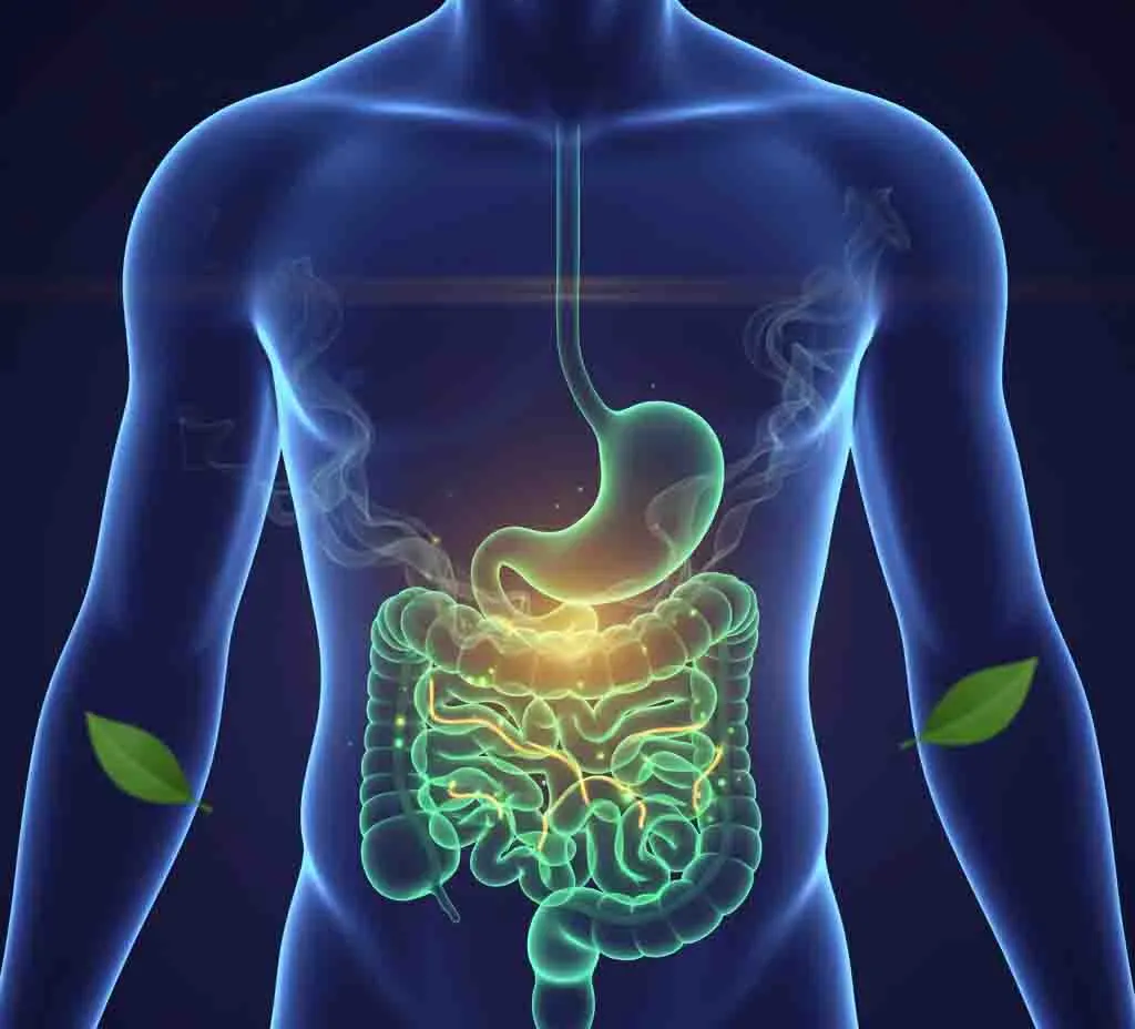 Regulated Digestive System
